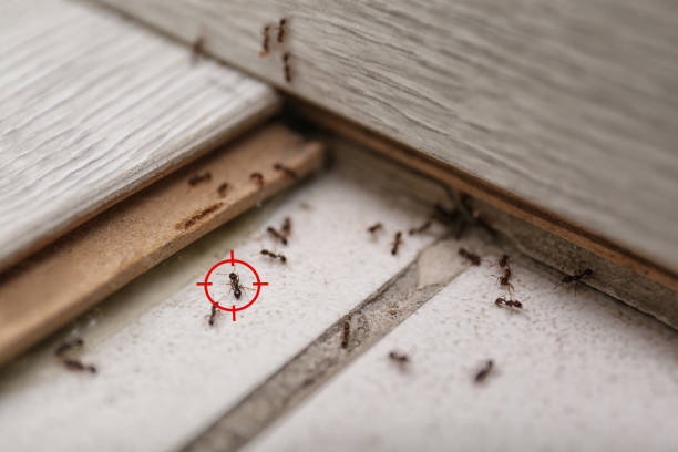 Best Best Pest Control Companies  in Dover, TN