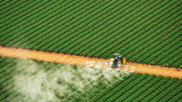 Best Termite Control Services  in Dover, TN