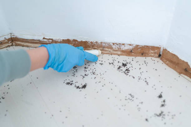 Trusted Dover, TN Pest Control Experts